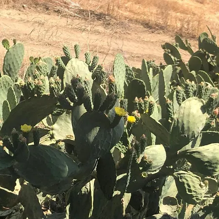 Masseria Baglio Perciata Gospodarstwo agroturystyczne *